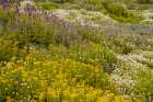 USA-Colorado-Gunnison National Forest Field of wildflowers Art Print